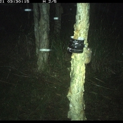 Unverified Mammal at Crescent Head, NSW - 21 Feb 2025 by JoelStibbardBCT
