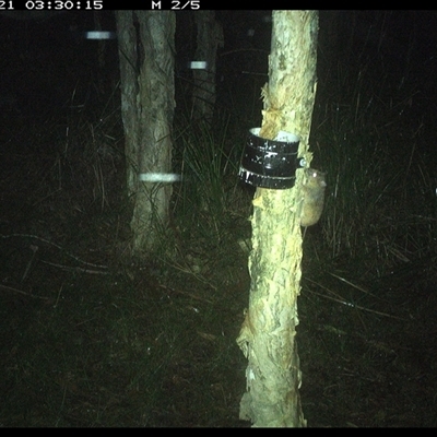 Unverified Mammal at Crescent Head, NSW - 21 Feb 2025 by JoelStibbardBCT