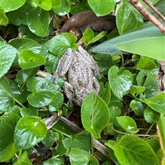 Litoria peronii (Peron's Tree Frog, Emerald Spotted Tree Frog) at Wanniassa, ACT - 7 Sep 2025 by jks