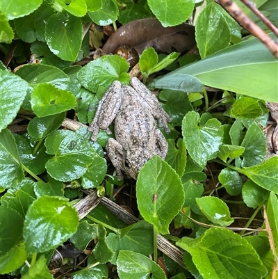 Litoria peronii (Peron's Tree Frog, Emerald Spotted Tree Frog) at Wanniassa, ACT - 7 Sep 2025 by jks