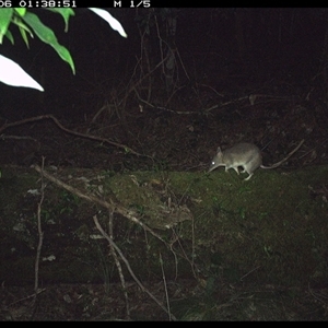 Perameles nasuta (Long-nosed Bandicoot) at Marlo Merrican, NSW - 6 Oct 2024 by Rogerbrindle1