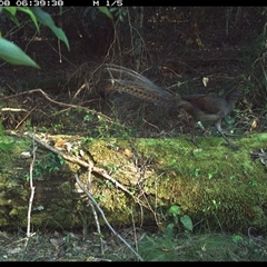 Menura novaehollandiae (Superb Lyrebird) at Marlo Merrican, NSW - 8 Oct 2024 by Rogerbrindle1