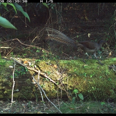 Menura novaehollandiae (Superb Lyrebird) at Marlo Merrican, NSW - 8 Oct 2024 by Rogerbrindle1
