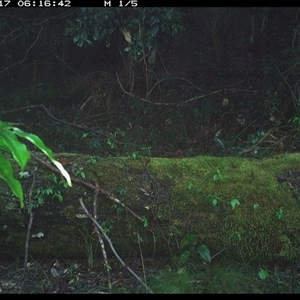 Canis lupus (Dingo / Wild Dog) at Marlo Merrican, NSW - 17 Oct 2024 by Rogerbrindle1