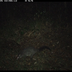 Trichosurus caninus (Mountain Brushtail Possum) at Marlo Merrican, NSW - 25 Oct 2024 by Rogerbrindle1