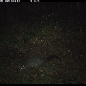 Trichosurus caninus (Mountain Brushtail Possum) at Marlo Merrican, NSW - 25 Oct 2024 by Rogerbrindle1