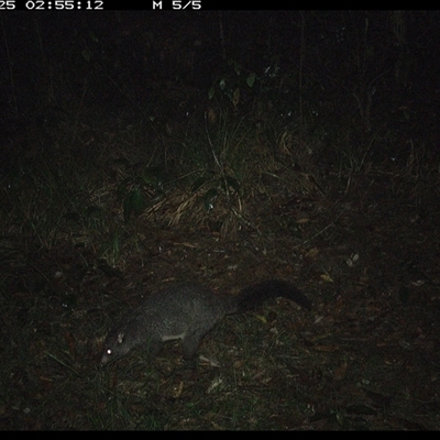 Trichosurus caninus (Mountain Brushtail Possum) at Marlo Merrican, NSW - 25 Oct 2024 by Rogerbrindle1