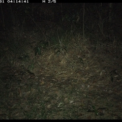 Thylogale thetis (Red-necked Pademelon) at Marlo Merrican, NSW - 31 Oct 2024 by Rogerbrindle1