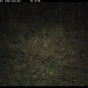 Thylogale thetis (Red-necked Pademelon) at Marlo Merrican, NSW - 31 Oct 2024 by Rogerbrindle1