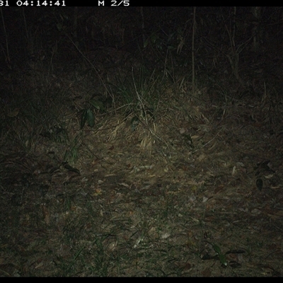 Thylogale thetis (Red-necked Pademelon) at Marlo Merrican, NSW - 31 Oct 2024 by Rogerbrindle1
