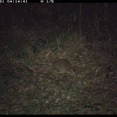 Thylogale thetis at Marlo Merrican, NSW - 31 Oct 2024 04:14 AM
