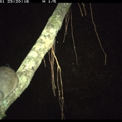 Unverified Rodent at Marlo Merrican, NSW - 31 Dec 2024 by Rogerbrindle1