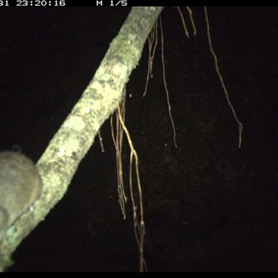 Unverified Rodent at Marlo Merrican, NSW - 31 Dec 2024 by Rogerbrindle1