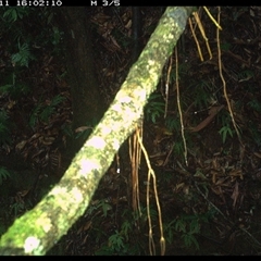 Eopsaltria australis (Eastern Yellow Robin) at Marlo Merrican, NSW - 11 Jan 2025 by Rogerbrindle1