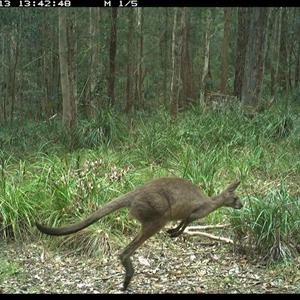 Macropus giganteus (Eastern Grey Kangaroo) at Marlo Merrican, NSW - 13 Oct 2024 by Rogerbrindle1