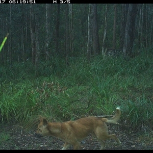 Canis lupus (Dingo / Wild Dog) at Marlo Merrican, NSW - 17 Oct 2024 by Rogerbrindle1
