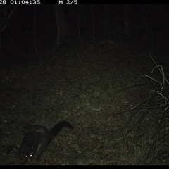 Trichosurus caninus (Mountain Brushtail Possum) at Marlo Merrican, NSW - 28 Oct 2024 by Rogerbrindle1