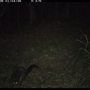 Trichosurus caninus (Mountain Brushtail Possum) at Marlo Merrican, NSW - 28 Oct 2024 by Rogerbrindle1