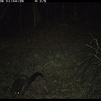 Trichosurus caninus (Mountain Brushtail Possum) at Marlo Merrican, NSW - 28 Oct 2024 by Rogerbrindle1