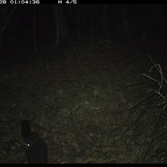 Trichosurus caninus at Marlo Merrican, NSW - 28 Oct 2024 01:04 AM