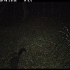Trichosurus caninus at Marlo Merrican, NSW - 28 Oct 2024 01:04 AM