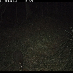 Thylogale thetis (Red-necked Pademelon) at Marlo Merrican, NSW - 31 Oct 2024 by Rogerbrindle1