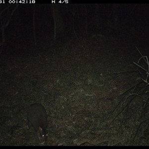 Thylogale thetis (Red-necked Pademelon) at Marlo Merrican, NSW - 31 Oct 2024 by Rogerbrindle1