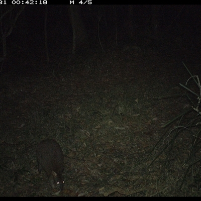 Thylogale thetis (Red-necked Pademelon) at Marlo Merrican, NSW - 31 Oct 2024 by Rogerbrindle1