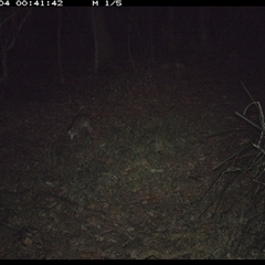 Isoodon macrourus (Northern Brown Bandicoot) at Marlo Merrican, NSW - 4 Nov 2024 by Rogerbrindle1