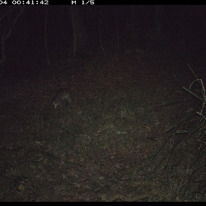 Isoodon macrourus (Northern Brown Bandicoot) at Marlo Merrican, NSW - 4 Nov 2024 by Rogerbrindle1