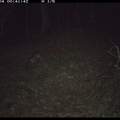 Isoodon macrourus (Northern Brown Bandicoot) at Marlo Merrican, NSW - 4 Nov 2024 by Rogerbrindle1