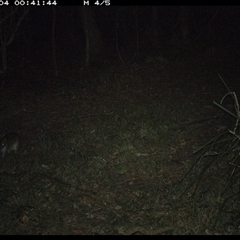 Isoodon macrourus at Marlo Merrican, NSW - 4 Nov 2024 12:41 AM