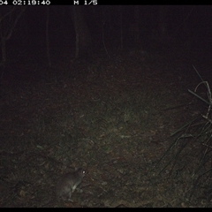 Perameles nasuta (Long-nosed Bandicoot) at Marlo Merrican, NSW - 4 Nov 2024 by Rogerbrindle1