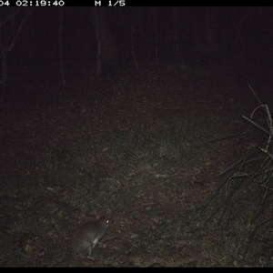 Perameles nasuta (Long-nosed Bandicoot) at Marlo Merrican, NSW - 4 Nov 2024 by Rogerbrindle1