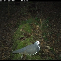 Leucosarcia melanoleuca (Wonga Pigeon) at Marlo Merrican, NSW - 20 Nov 2024 by Rogerbrindle1