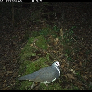 Leucosarcia melanoleuca (Wonga Pigeon) at Marlo Merrican, NSW - 20 Nov 2024 by Rogerbrindle1