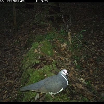 Leucosarcia melanoleuca (Wonga Pigeon) at Marlo Merrican, NSW - 20 Nov 2024 by Rogerbrindle1