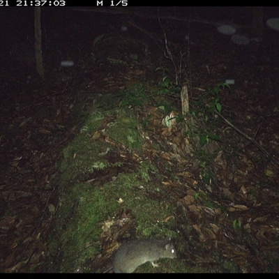 Rattus fuscipes (Bush Rat) at Marlo Merrican, NSW - 21 Nov 2024 by Rogerbrindle1