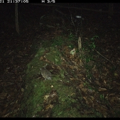 Rattus fuscipes at Marlo Merrican, NSW - 21 Nov 2024 09:37 PM