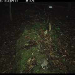 Rattus fuscipes at Marlo Merrican, NSW - 21 Nov 2024 09:37 PM