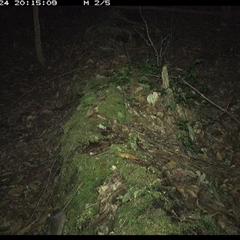 Rattus (genus) (A native or introduced Rattus species) at Marlo Merrican, NSW - 24 Nov 2024 by Rogerbrindle1
