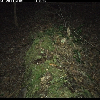 Rattus (genus) (A native or introduced Rattus species) at Marlo Merrican, NSW - 24 Nov 2024 by Rogerbrindle1