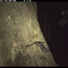 Aegotheles cristatus (Australian Owlet-nightjar) at Lorne, NSW - 15 Oct 2024 by Butlinz