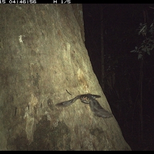 Aegotheles cristatus (Australian Owlet-nightjar) at Lorne, NSW - 15 Oct 2024 by Butlinz