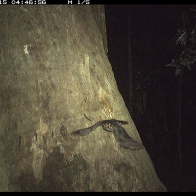 Aegotheles cristatus (Australian Owlet-nightjar) at Lorne, NSW - 15 Oct 2024 by Butlinz