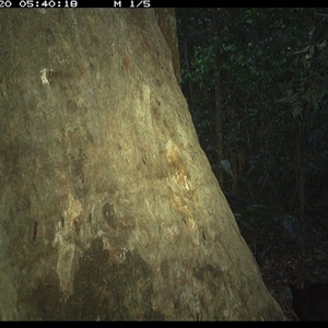 Felis catus (Feral Cat) at Lorne, NSW - 20 Oct 2024 by Butlinz