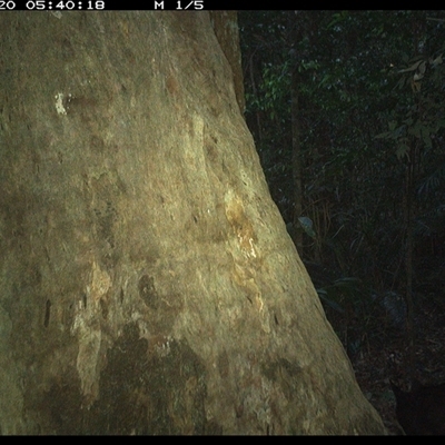 Felis catus (Feral Cat) at Lorne, NSW - 20 Oct 2024 by Butlinz