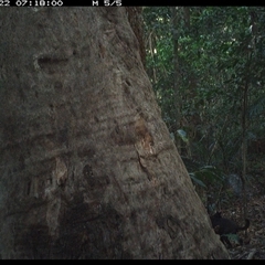Canis lupus (Dingo / Wild Dog) at Lorne, NSW - 22 Oct 2024 by Butlinz