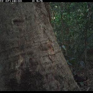 Canis lupus (Dingo / Wild Dog) at Lorne, NSW - 22 Oct 2024 by Butlinz