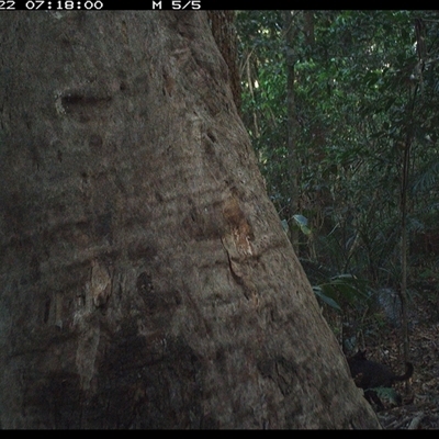 Canis lupus (Dingo / Wild Dog) at Lorne, NSW - 22 Oct 2024 by Butlinz